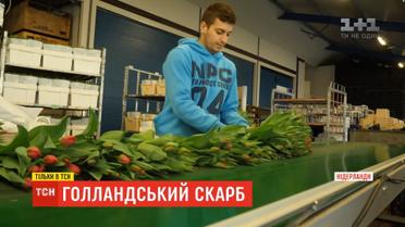 Голландський скарб: де купити тюльпани, втричі дешевші за українські