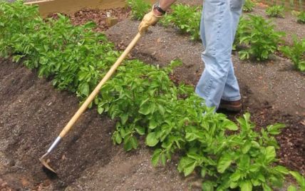 Чем обработать картофель от вредителей перед окучиванием: эффективные народные средства
