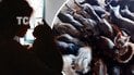 50 котів у квартирі в Одесі