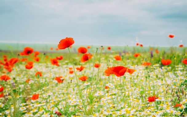 Народні прикмети 20 травня / © Unsplash
