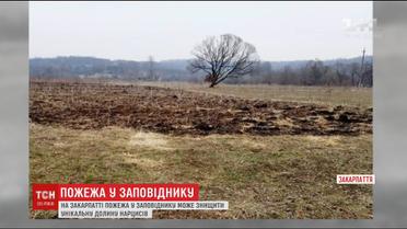 На Закарпатті пожежа у заповіднику може знищити унікальну долину нарцисів