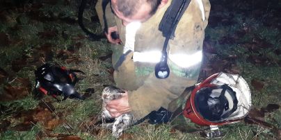 Полтавская ГСЧС показала трогательные кадры спасения котенка из пожара