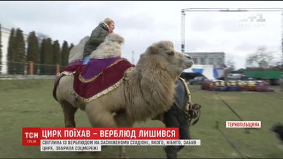 Сеть всколыхнуло фото верблюда на заснеженном стадионе Тернопольщины