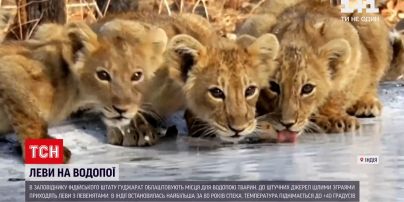Новости мира: в индийском заповеднике спасают львов от жары, там появились искусственные водопои