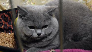 Виставка котів, кіт, кішка, Харків_3 / © УНІАН