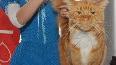 Виставка котів, кіт, кішка, Харків_16 / © УНІАН