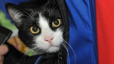 Виставка котів, кіт, кішка, Харків_11 / © УНІАН