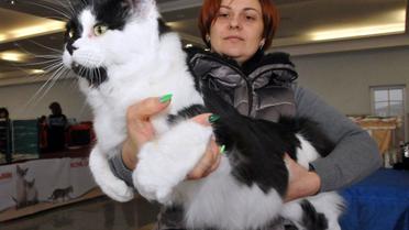 Виставка котів, кіт, кішка, Харків_17 / © УНІАН