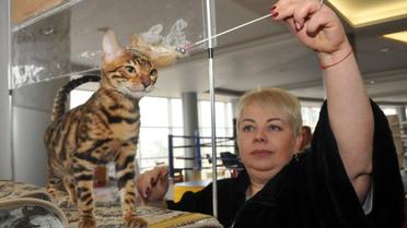 Виставка котів, кіт, кішка, Харків_15 / © УНІАН