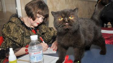 Виставка котів, кіт, кішка, Харків_10 / © УНІАН