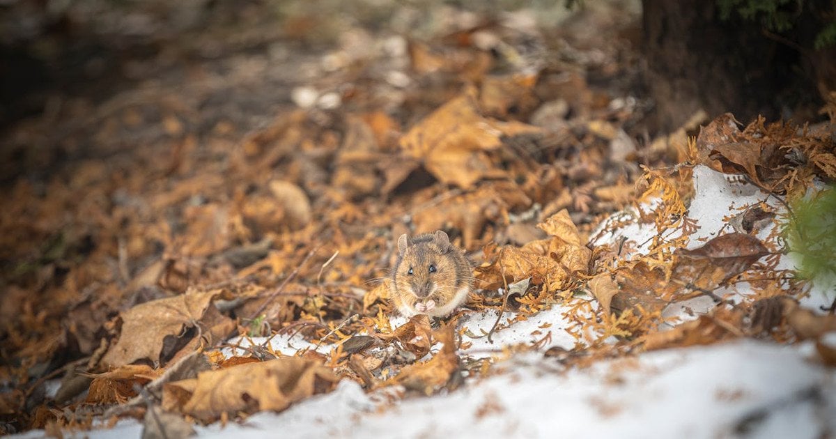 Захист дерев від гризунів