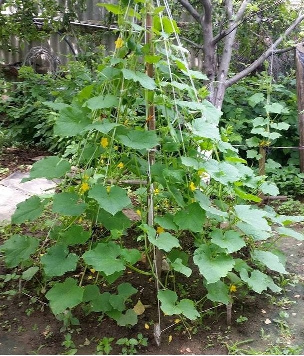 Огіркова «ялинка»