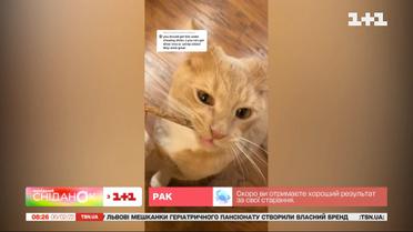 Арт на стаканчиках, кіт-гризун, кумедні пінгвіни – влог Валі Хамайко