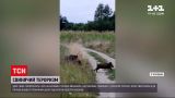 Новини України: дикі свині тероризують село на Буковині - як люди намагаються боротися з ними