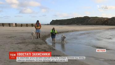 На узбережжі австралійського штату Вікторія собачий патруль захищає пінгвінів від лисиць