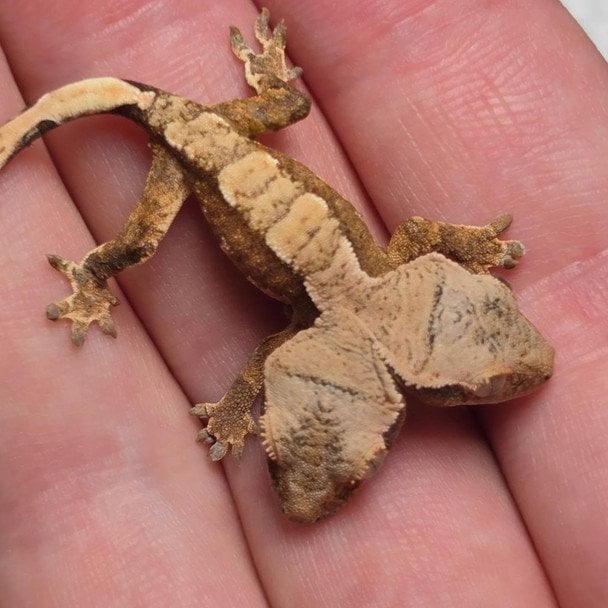 Гекон із двома головами. Фото: Rockstar Geckos / © соцмережі