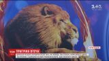 Цирк "Кобзов" ждут проверки после убийства львицы в Прилуках