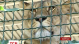 Кошачье пополнение в зоопарке Бердянска