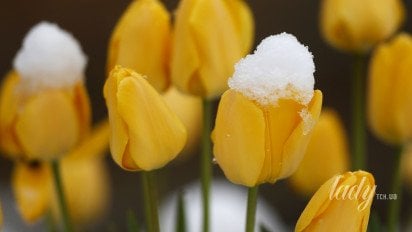 Тюльпаны в снегу