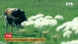 Ядовитые джунгли в Украине: ТСН.Тиждень расскажет об угрозе от борщевика