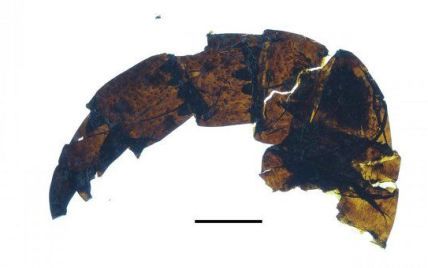 Ученые нашли окаменелые останки "мегаскорпиона", который жил 460 миллионов лет назад
