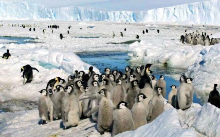 Понад тисяча пінгвінів, які потрапили у льодову пастку в Антарктиці, дочекалися на їжу