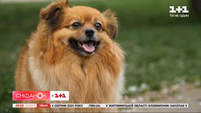 Шахраї наживаються на зниклих тваринах: як не потрапити на гачок аферистів
