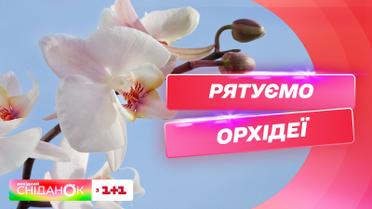 Соблюдайте эти правила и ваша орхидея будет цвести круглый год