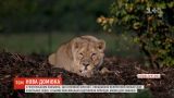Для азиатских львов открыли вольер, максимально приближенный к условиям дикой природы