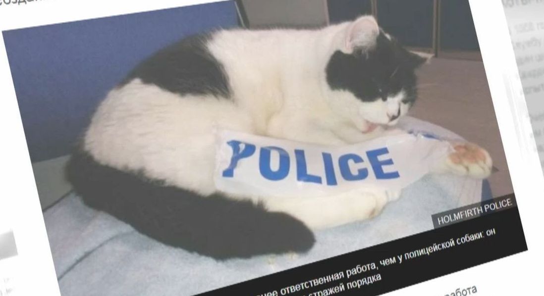 Мишолов та поліцейський: у світі збільшується кількість котів, яких офіційно взяли на роботу