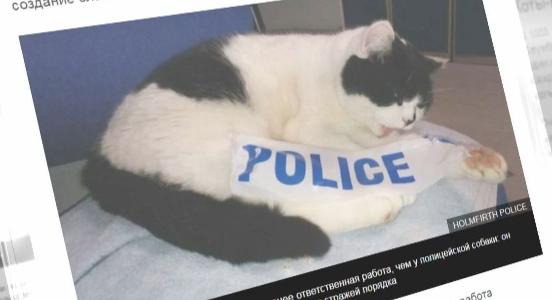 Мышелов и полицейский: в мире увеличивается количество котов, которых официально приняли на работу