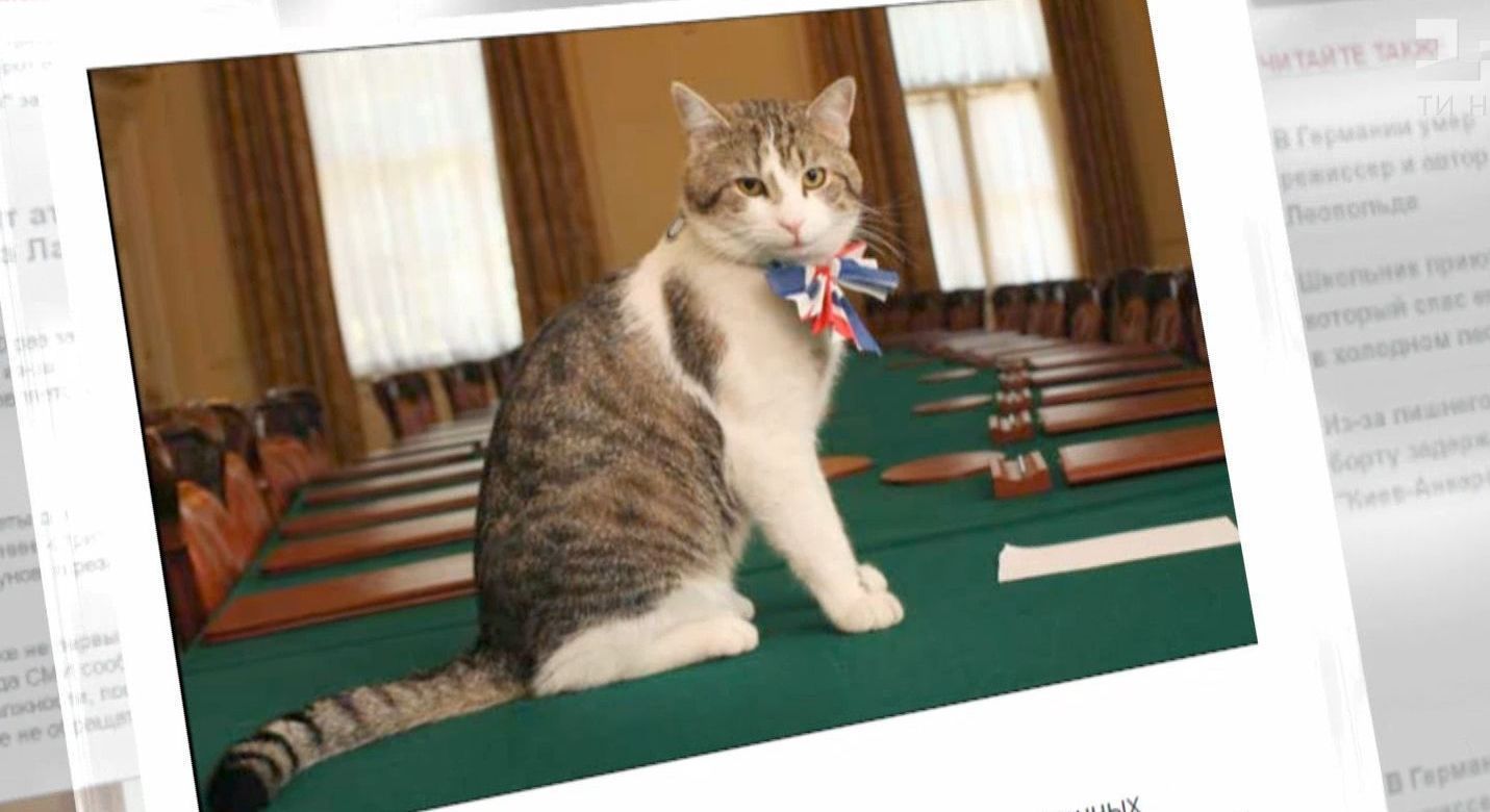 Відомого кота британських прем'єрів звинувачують у іграх з мишами, замість полювання