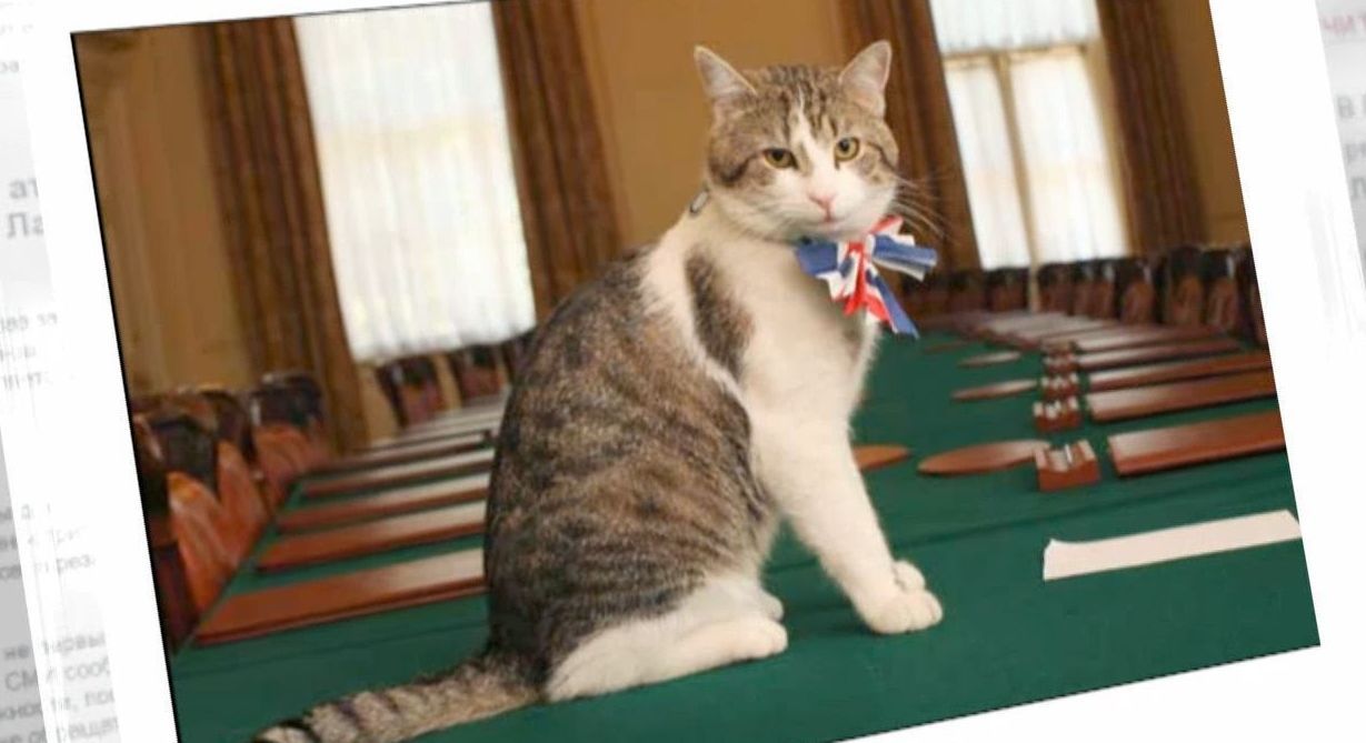 Известного кота британских премьеров обвиняют в играх с мышами, вместо охоты