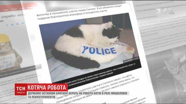 Мышелов и полицейский: в мире увеличивается количество котов, которых официально приняли на работу