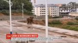 Неожиданный гость: в одной из китайских провинций улицам города прогулялся слон