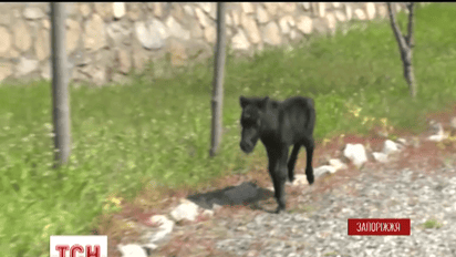 Маленьке поні народилося на території католицького храму в Бердянську