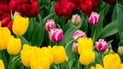 Чим підживити тюльпани навесні