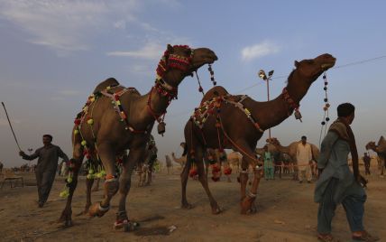 Кускус и верблюжьи бега: ЮНЕСКО обновила список культурного наследия