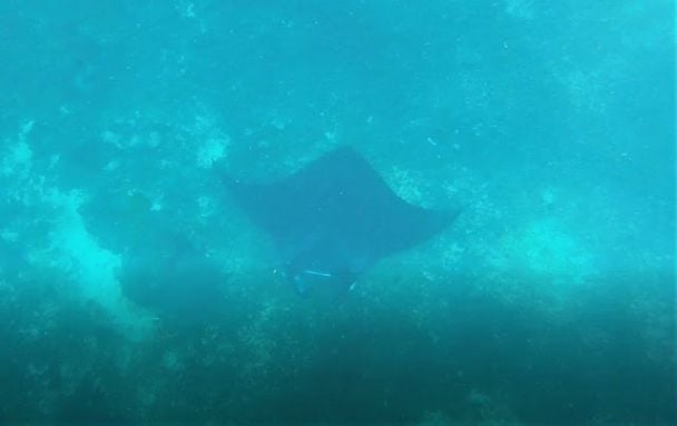 Манта були на глибині від нас (як казав капітан, 8-11 м), тому на GoPro знімки вийшли синіми / © hannaburlaka.com