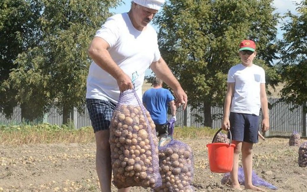 Лукашенко с младшим сыном вышли на уборку картофеля. / © БЕЛТА
