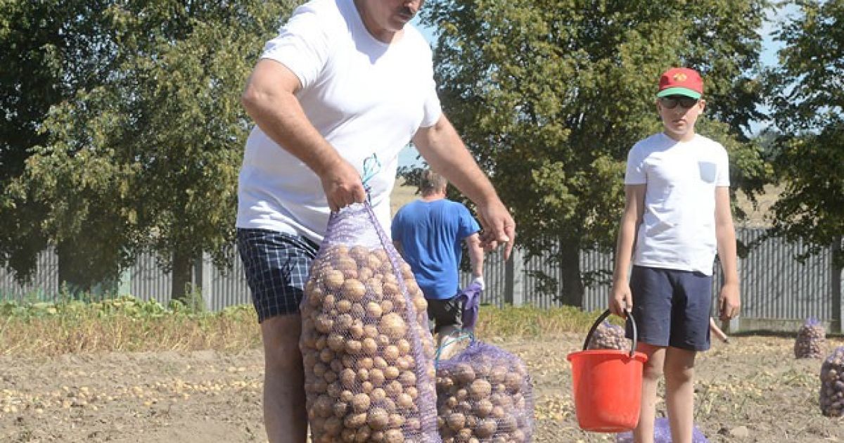 Лукашенко с сыном Колей собирает урожай картофеля