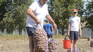 Лукашенко с младшим сыном вышли на уборку картофеля. / © БЕЛТА