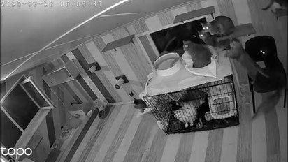 В Сети показали жуткие кадры из кошачьего приюта во время атаки РФ на Киевщину