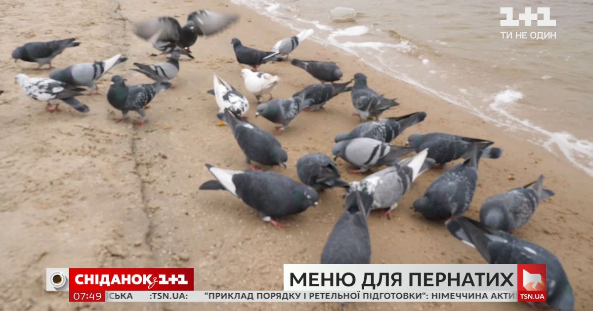 Стоит ли подкармливать птиц и как правильно это делать