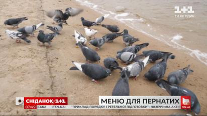 Стоит ли подкармливать птиц и как правильно это делать