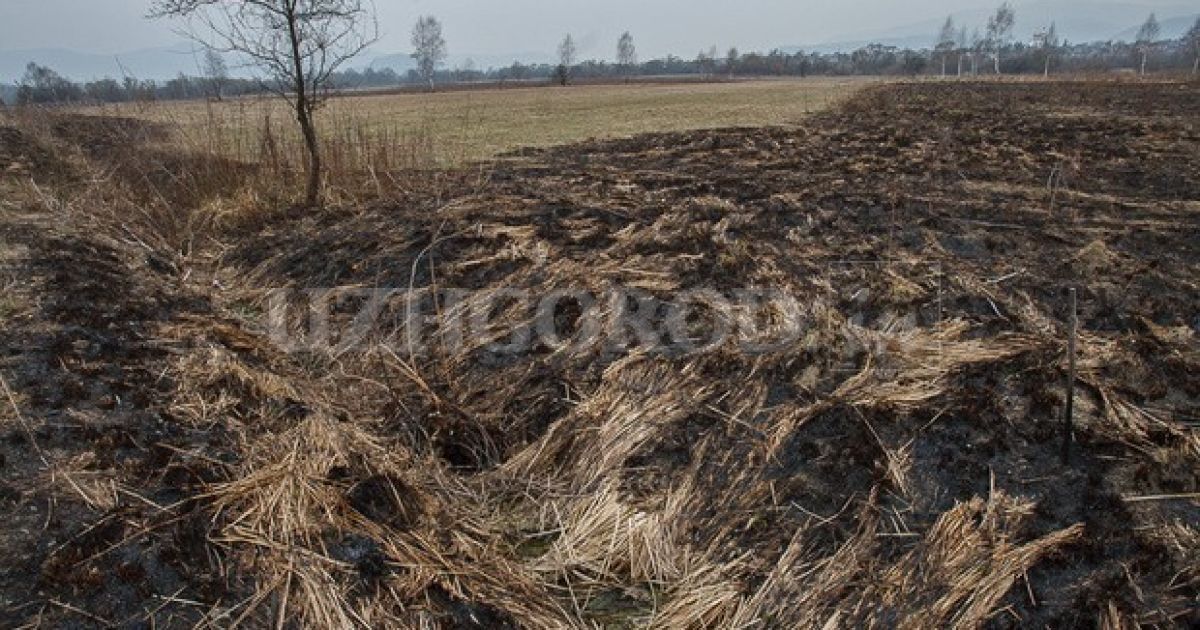 В унікальній Долині нарцисів на Закарпатті сталася пожежа