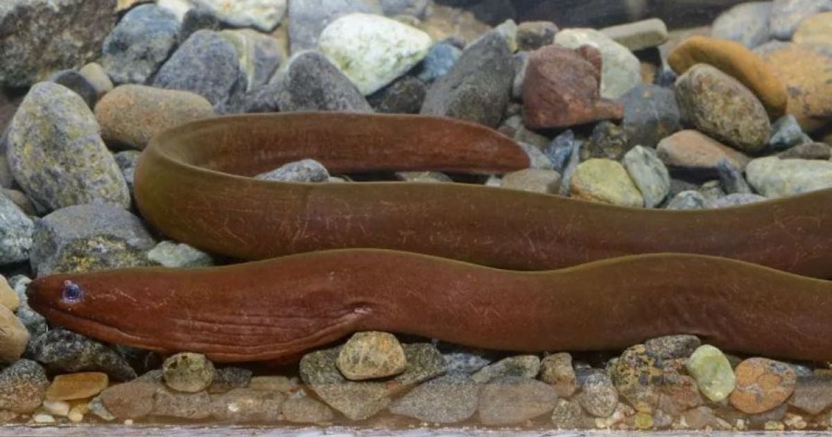 Уникально каменная Uropterygius hades. Фото: Dr Wen-Chien Huang