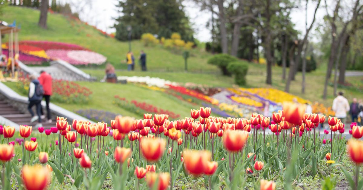 Виставка тюльпанів_Співоче поле_11 / © КМДА
