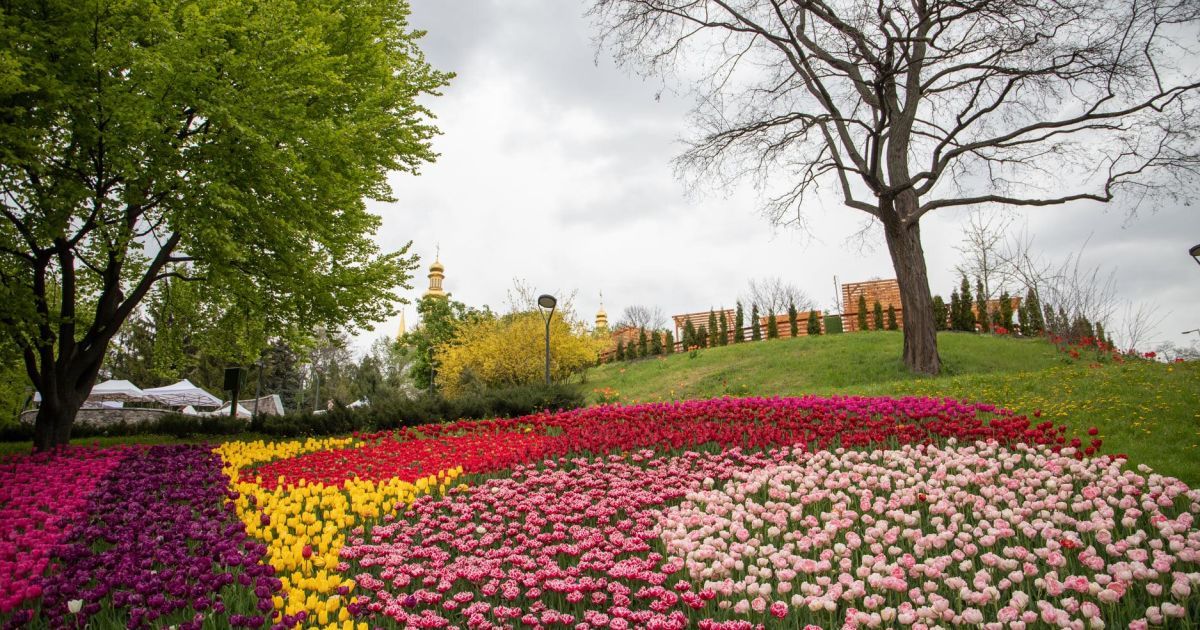 Виставка тюльпанів_Співоче поле_12 / © КМДА