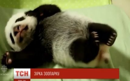 Юзеры фанатеют от трогательного видео с новорожденными пандами